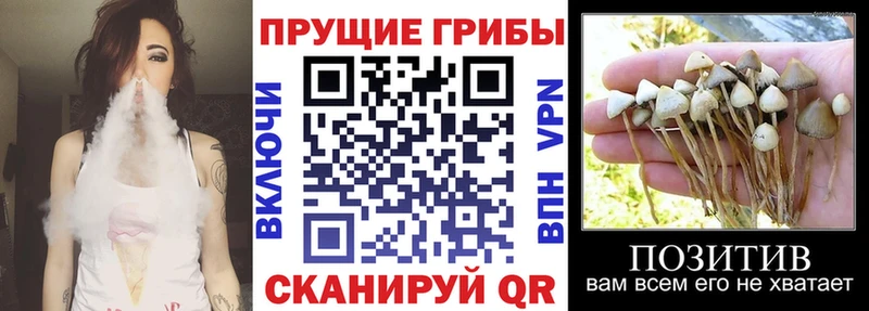 блэк спрут ссылки  Разумное  Псилоцибиновые грибы Cubensis 